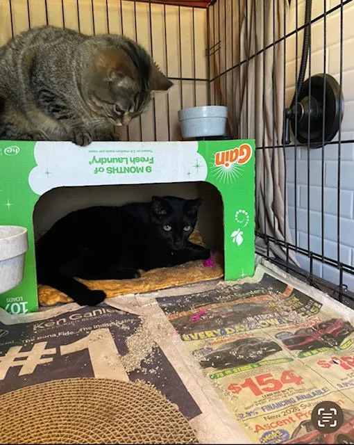 Francesca thumbnail 4