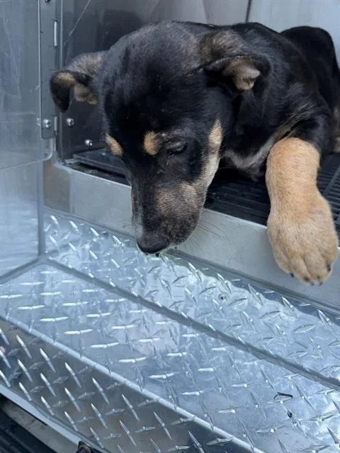 A young small-sized female Mixed Breed dog named Dr Pepper for adoption in Dallas, TX