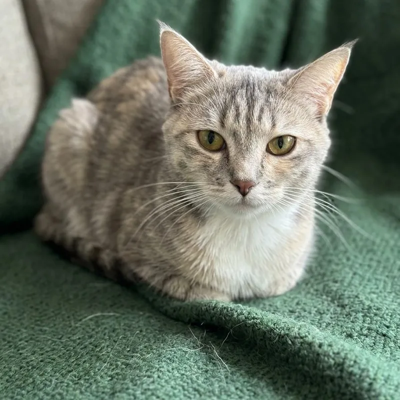 A young medium-sized female Domestic Short Hair cat named Ashley for adoption in Hawthorne, CA