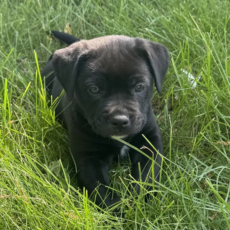 Hank