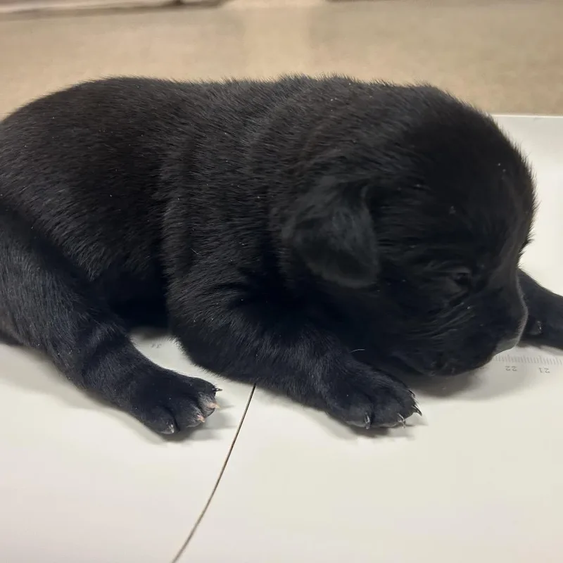 Hank thumbnail 2