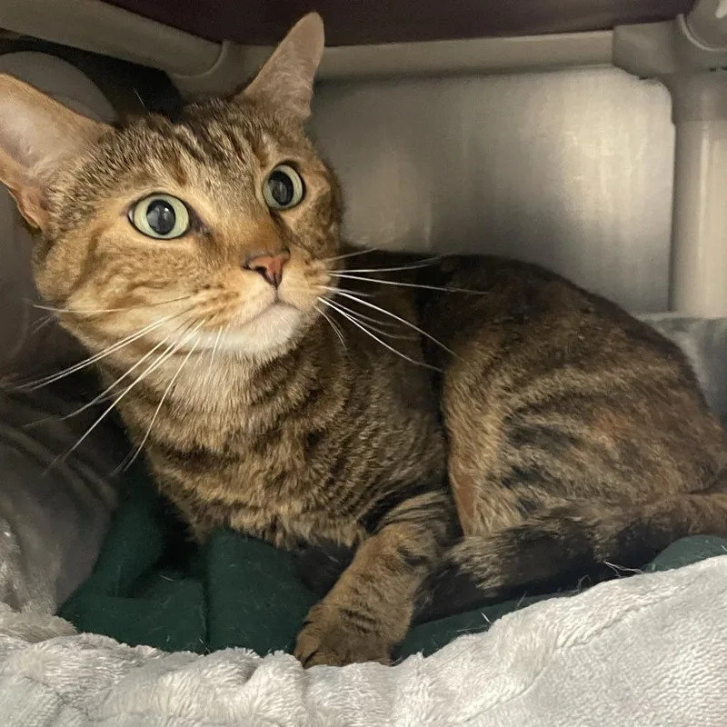 A senior medium-sized female Domestic Short Hair cat named Onnie for adoption in Brockton, MA