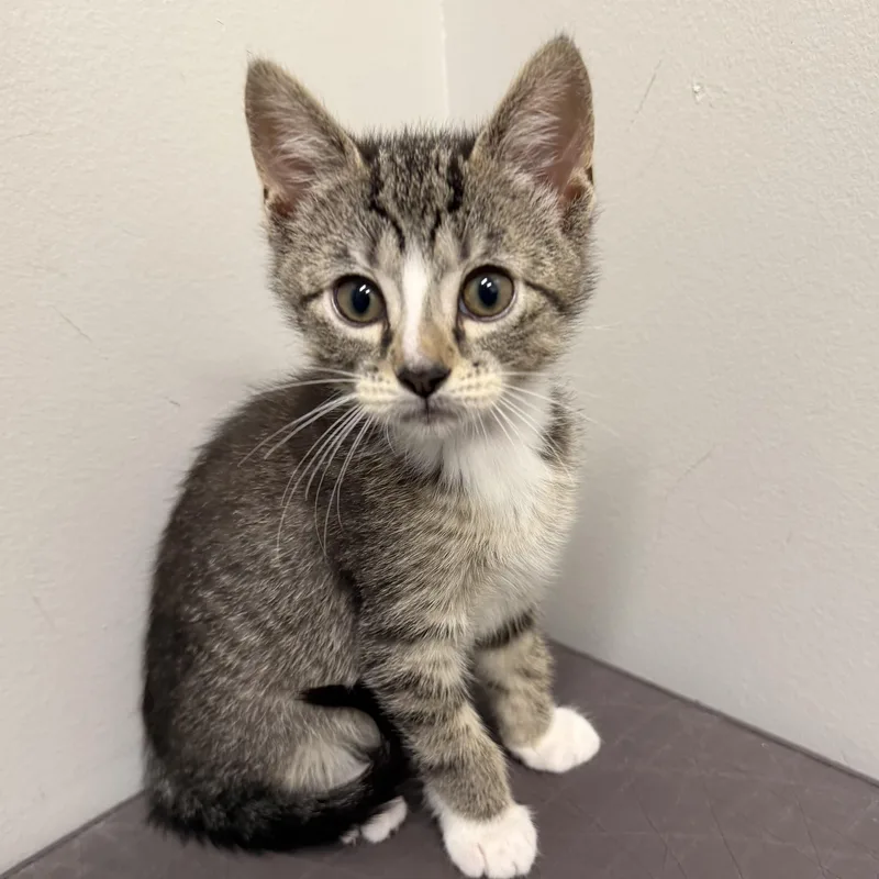 A baby medium-sized male Tabby (Brown / Chocolate) Domestic Short Hair cat named Tom for adoption in Libertyville, IL