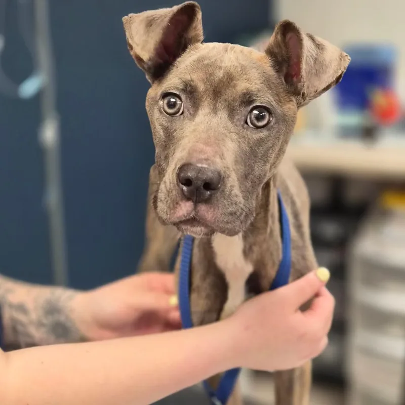 A young small-sized female Gray / Blue / Silver Pit Bull Terrier dog named Hope for adoption in Newark, NJ