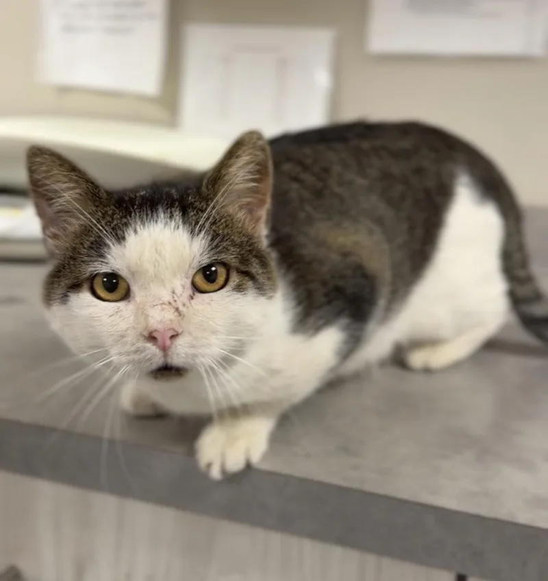 An adult large-sized male Gray & White Domestic Short Hair cat named Bell Boy for adoption in Bemidji, MN