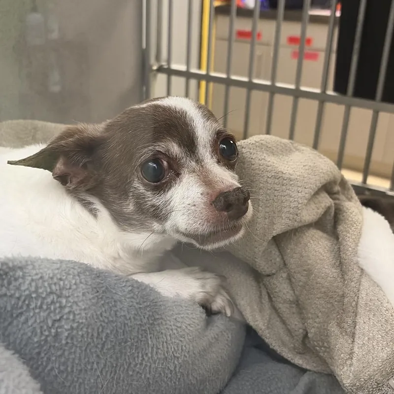 A senior small-sized male Black Mixed Breed dog named Dinky for adoption in Red House, WV