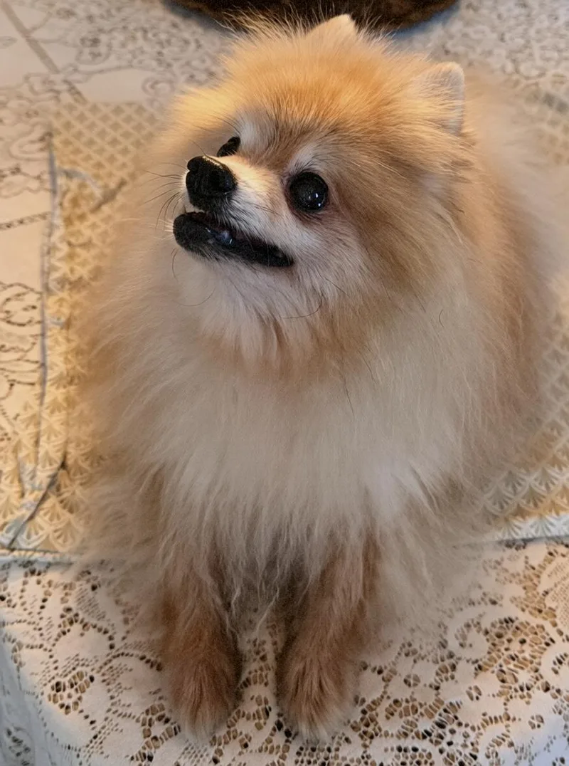 Kuma