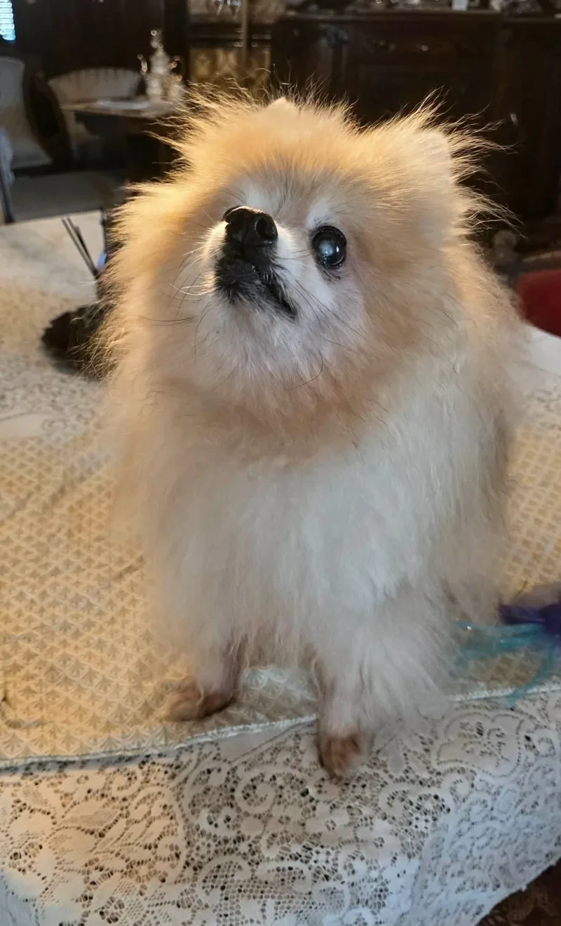 Kuma thumbnail 5
