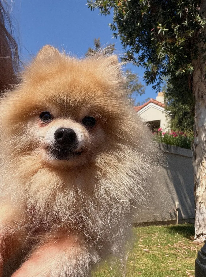 Kuma thumbnail 6