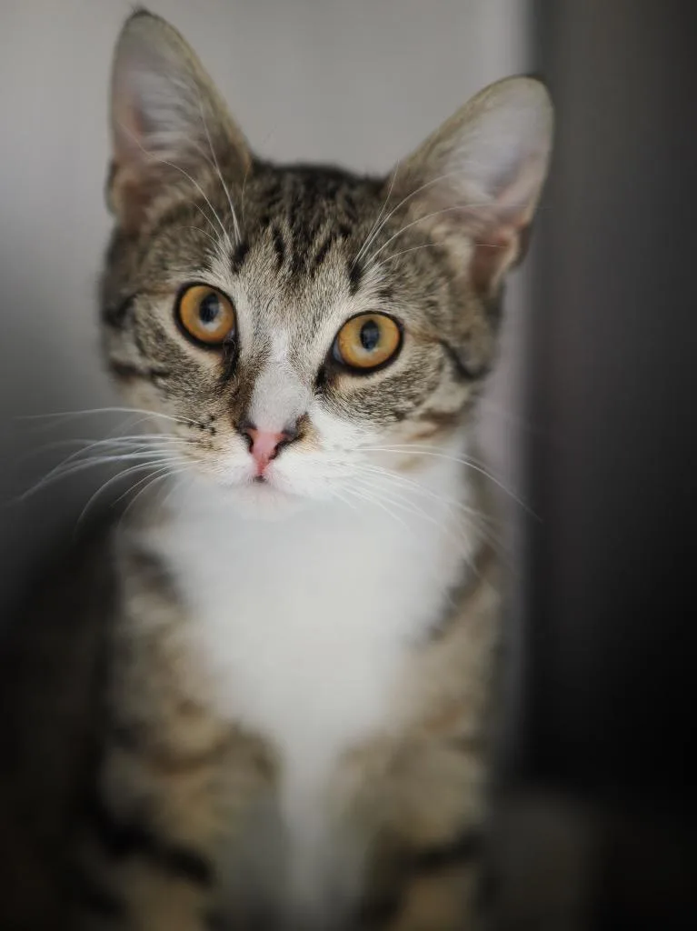 A young medium-sized male Domestic Short Hair cat named Blue Pearmain for adoption in Cincinnati, OH