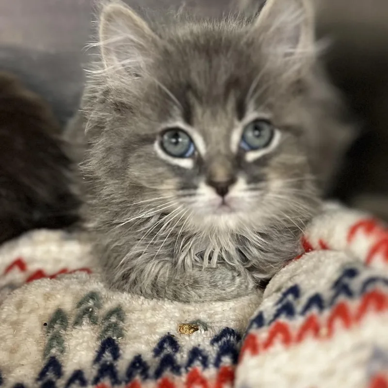 A baby small-sized male Gray / Blue / Silver Domestic Medium Hair cat named Timmy for adoption in Uniontown, PA