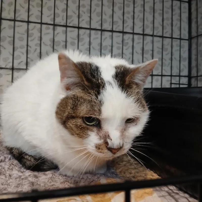 An adult medium-sized female White Domestic Short Hair cat named Bridget for adoption in Pennsville, NJ