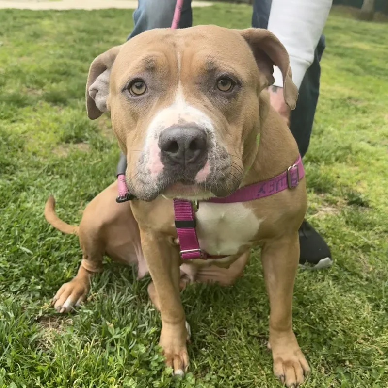 An adult large-sized female Red / Chestnut / Orange Pit Bull Terrier dog named Beatrice for adoption in Eatontown, NJ