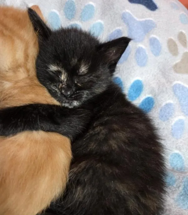 A baby small-sized female Domestic Short Hair cat named Opal for adoption in Vancouver, WA