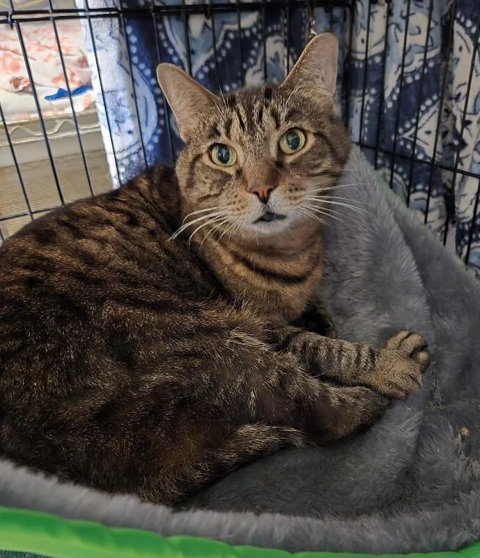 An adult medium-sized male Tabby (Brown / Chocolate) Domestic Short Hair cat named Cola for adoption in Cincinnati, OH