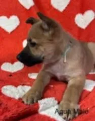 Foofoo's Puppies thumbnail 2