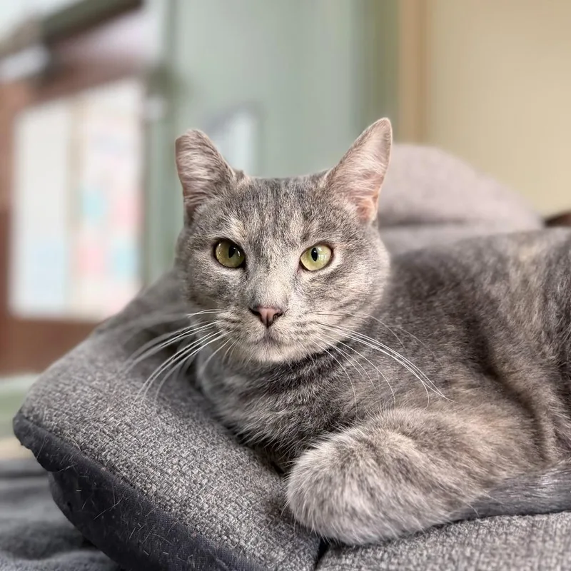 Beatrice thumbnail 2