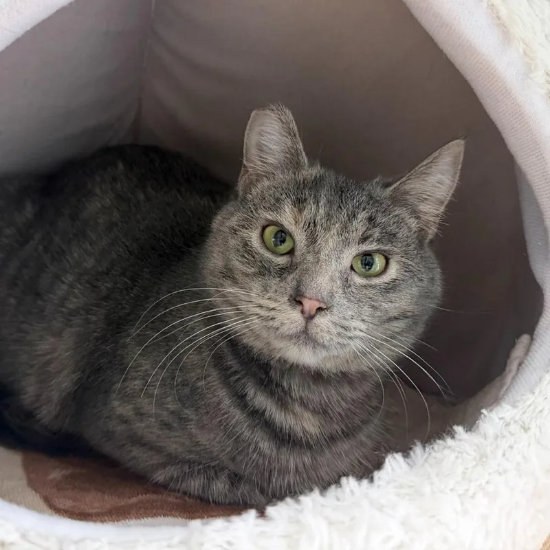 Beatrice thumbnail 3