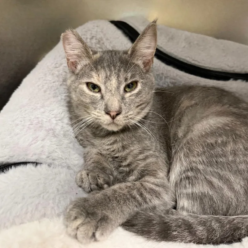 Beatrice thumbnail 4