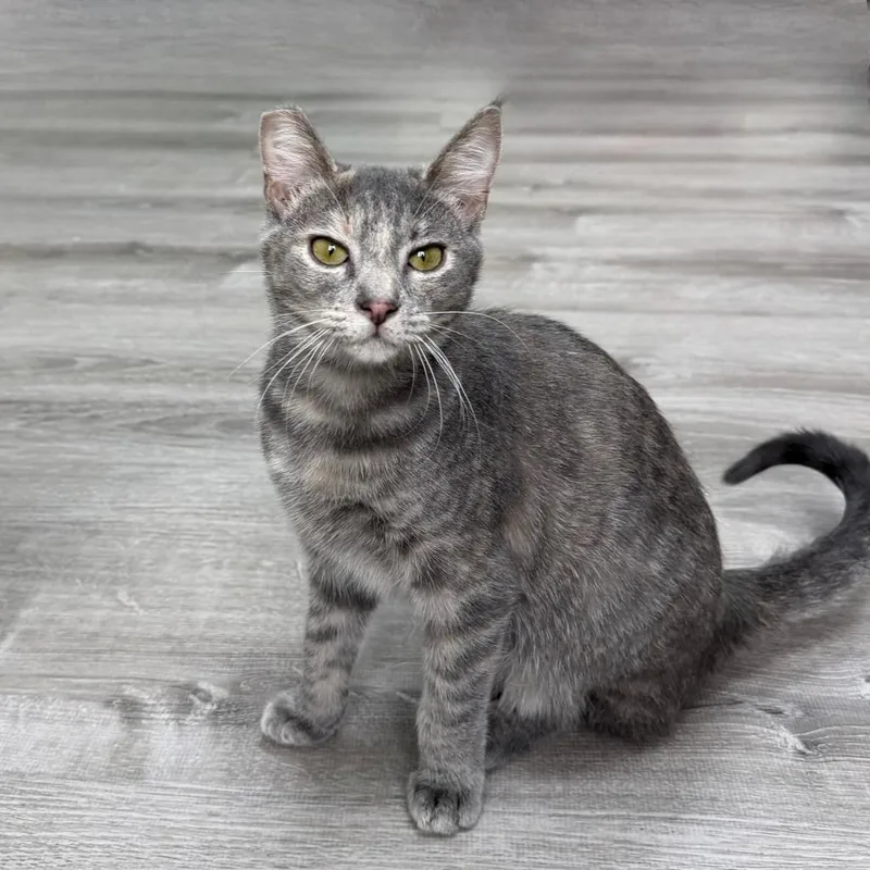 Beatrice thumbnail 5