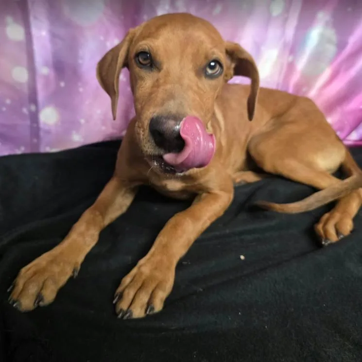 A baby medium-sized male Labrador Retriever dog named Cider for adoption in Fort Collins, CO