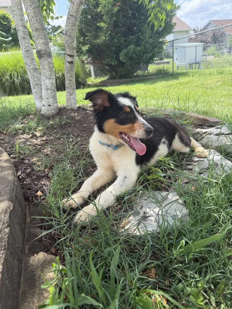 A baby medium-sized female Australian Shepherd dog named Millie for adoption in Barnhart, MO