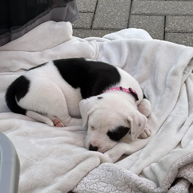 A baby medium-sized female Black American Staffordshire Terrier dog named Nurse Dana Evans for adoption in Warrenville, IL