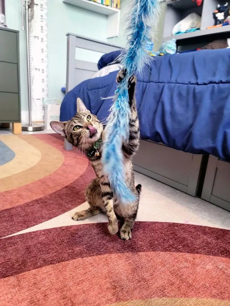 A baby medium-sized male Domestic Short Hair cat named Pelé Worldcupchampionsnuggler for adoption in Houston, TX