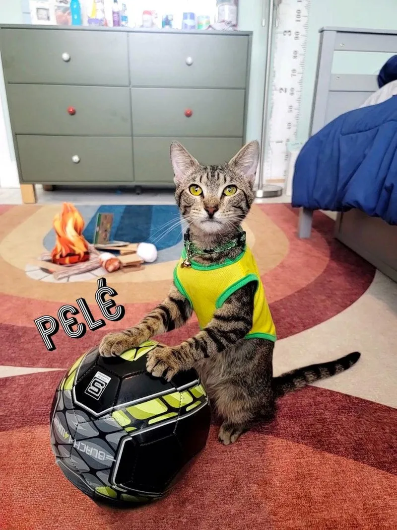 Pelé Worldcupchampionsnuggler thumbnail 2