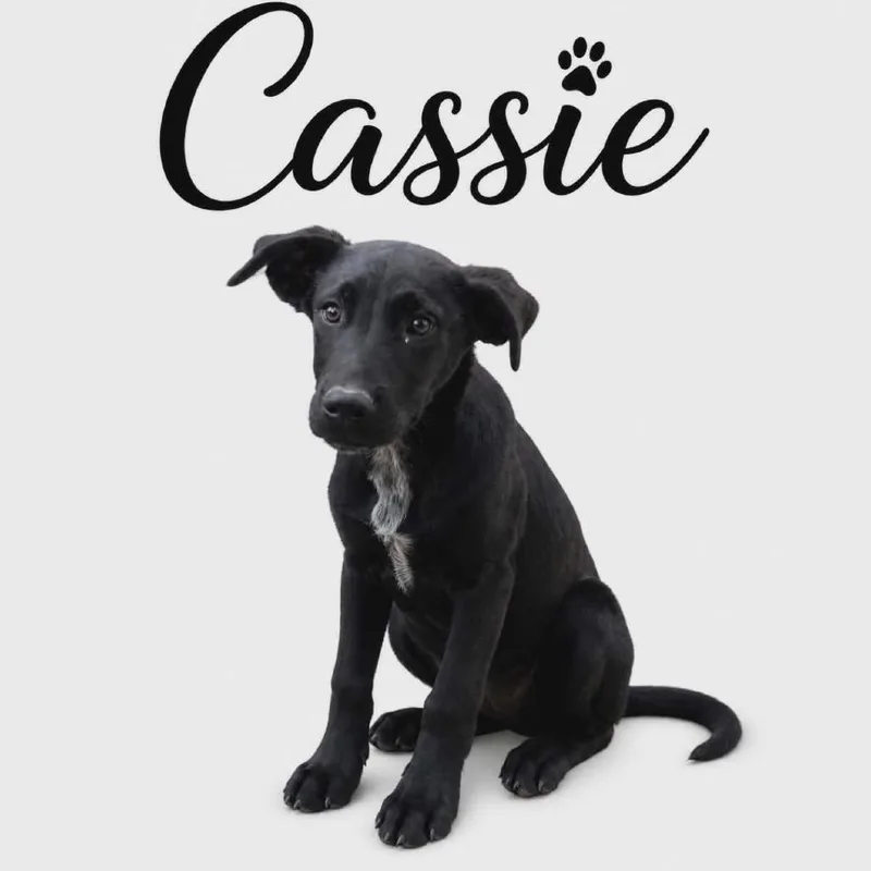 Cassie thumbnail 2