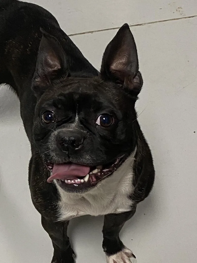 Remi
