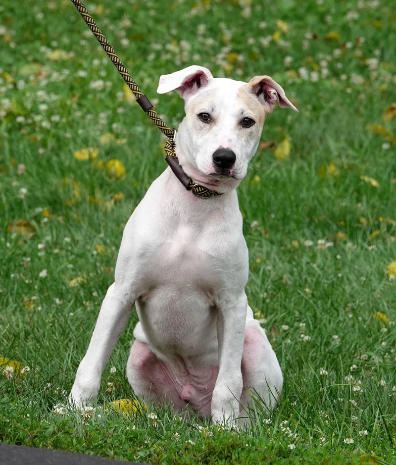 A young medium-sized male White / Cream Labrador Retriever dog named Goat for adoption in Millfield, OH