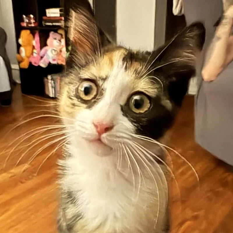 A baby medium-sized female Calico Domestic Short Hair cat named Roxy for adoption in Sewell, NJ