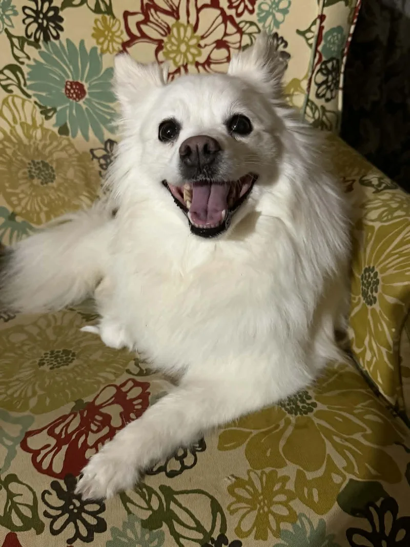 An adult small-sized female White / Cream American Eskimo Dog dog named Halo for adoption in Port Orange, FL