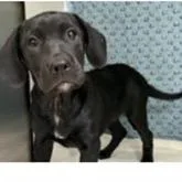 A baby medium-sized male Black Labrador Retriever dog named Beam for adoption in Tampa, FL