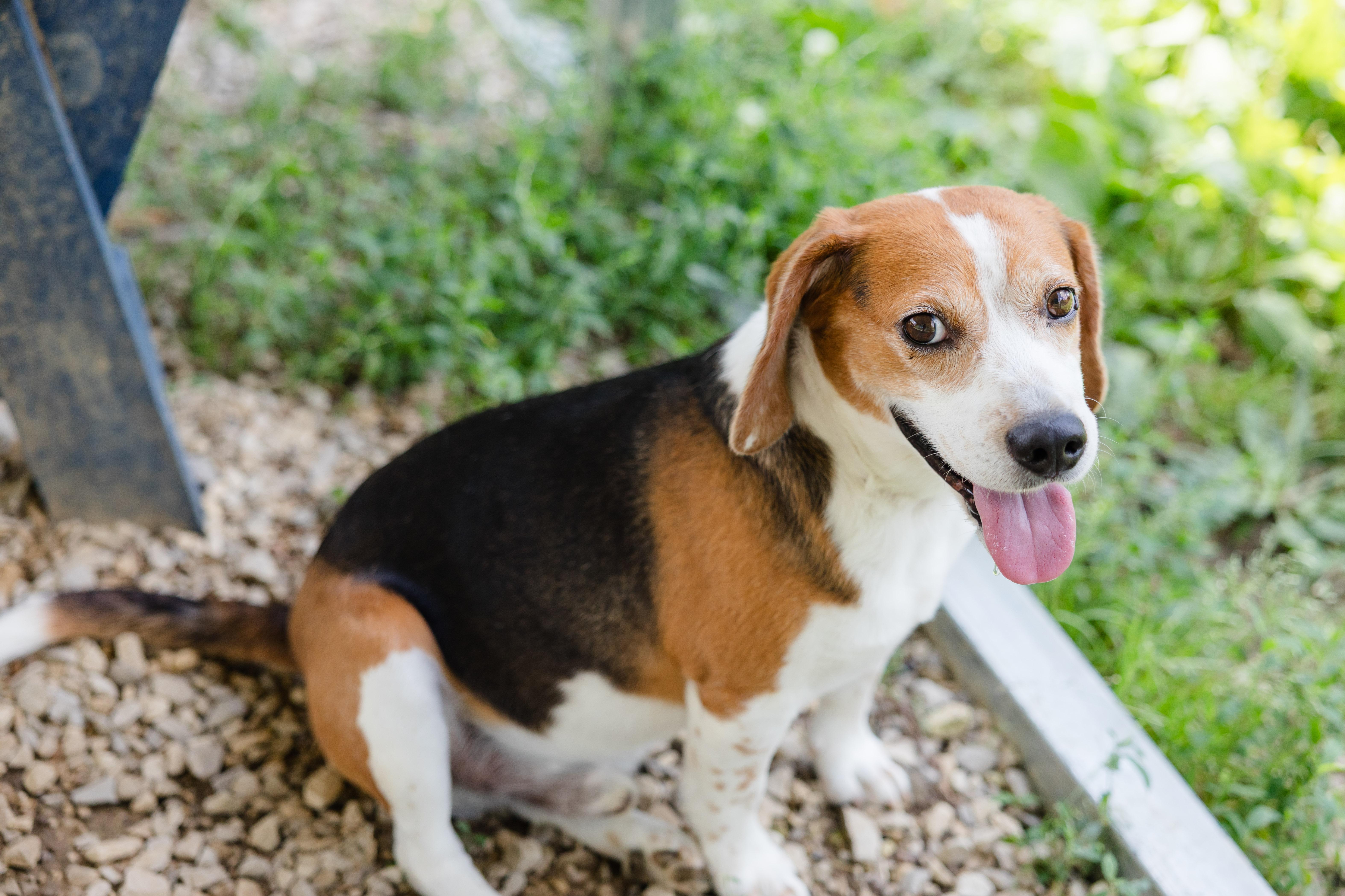 A senior small-sized male Beagle dog named Carl for adoption in Newburgh, IN