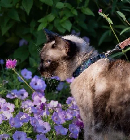 A senior small-sized female Siamese cat named Willow for adoption in St. Anne, IL