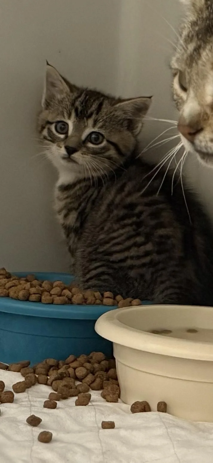 A baby small-sized female Tabby (Brown / Chocolate) Domestic Short Hair cat named Peanut for adoption in Dillon, MT