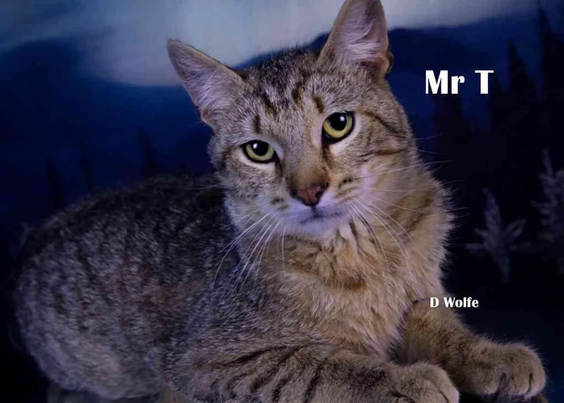 A young medium-sized male Tabby (Gray / Blue / Silver) Tabby cat named Mr. T for adoption in York, NE