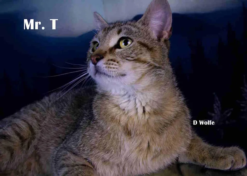 Mr. T thumbnail 2