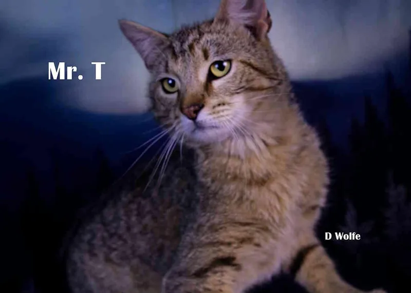 Mr. T thumbnail 3