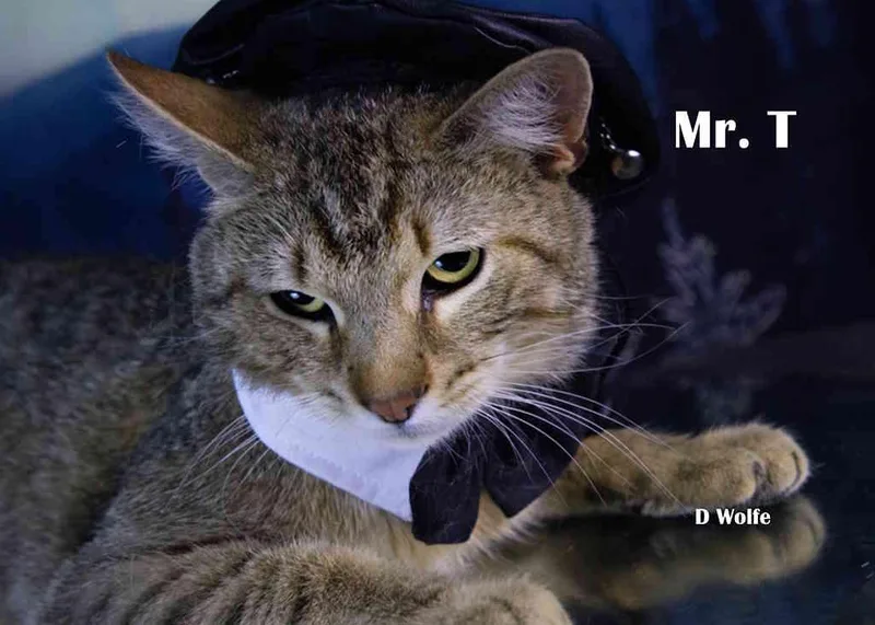 Mr. T thumbnail 4
