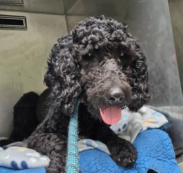An adult small-sized female Poodle dog named Ic Paris for adoption in Lawrenceville, GA