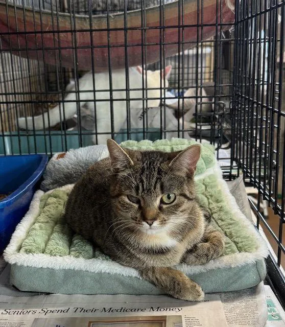 An adult medium-sized female Tabby cat named Violet for adoption in Apollo, PA