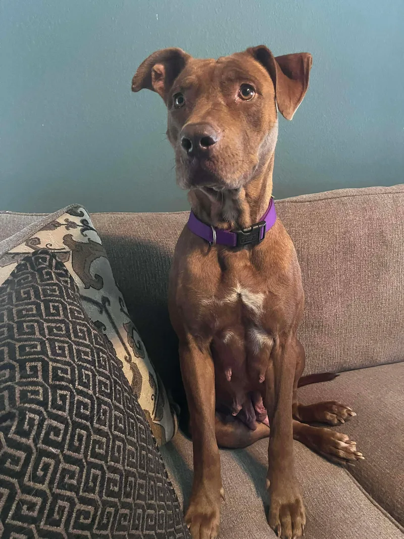 Buttercup thumbnail 2