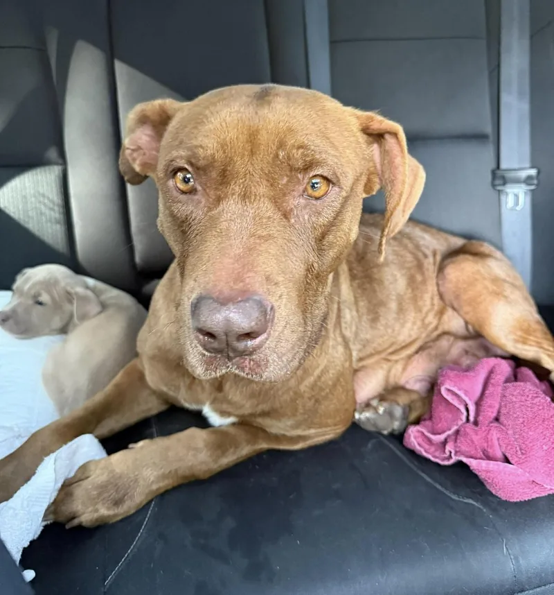 Buttercup thumbnail 3