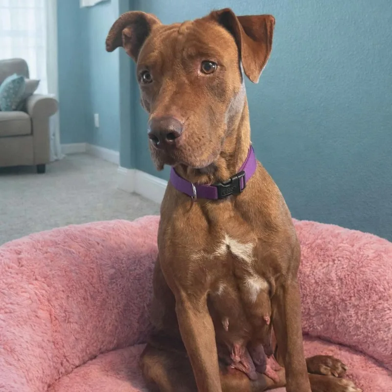 Buttercup thumbnail 5