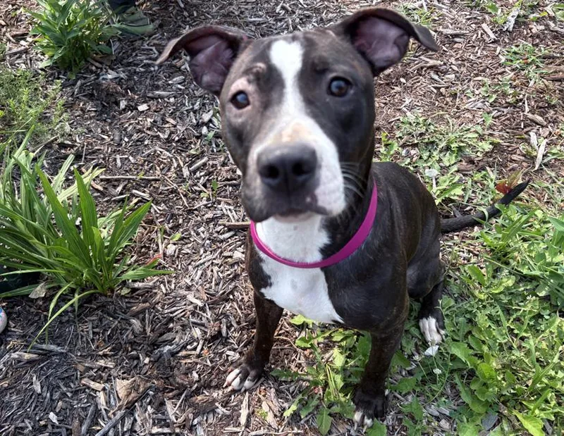 An adult medium-sized female Brindle Pit Bull Terrier dog named Roxie for adoption in Columbus, IN