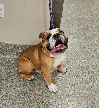 An adult medium-sized male English Bulldog dog named Landon for adoption in Kansas City, MO