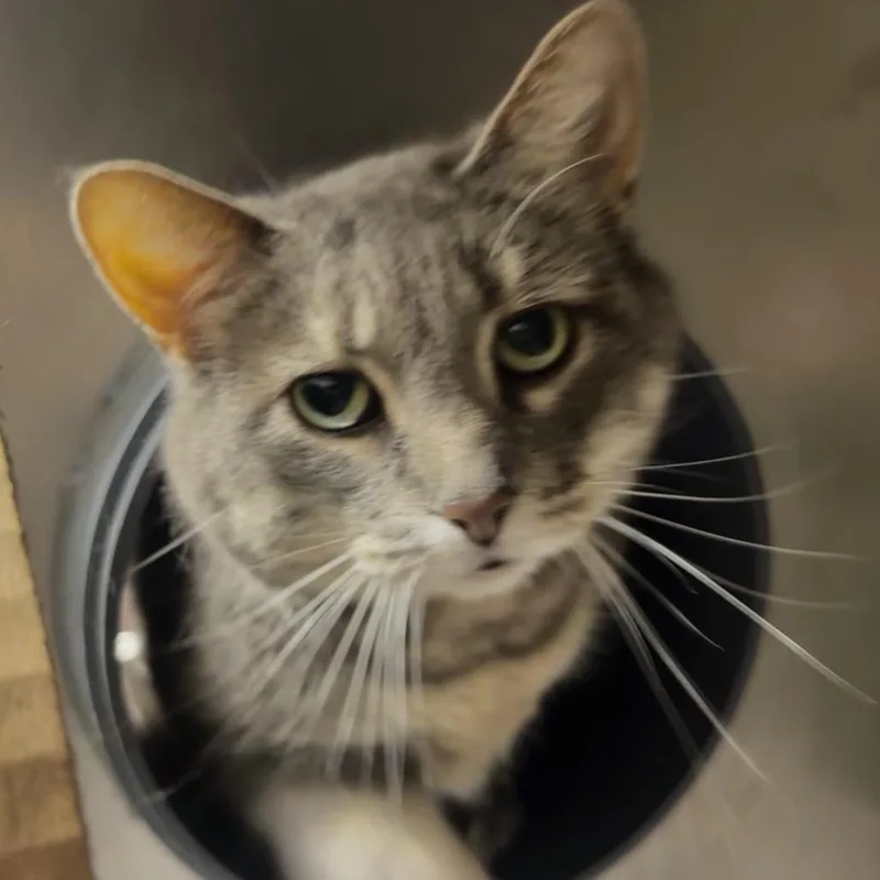 An adult extra large-sized female Gray / Blue / Silver Domestic Short Hair cat named Pat A Cake for adoption in Chicago, IL